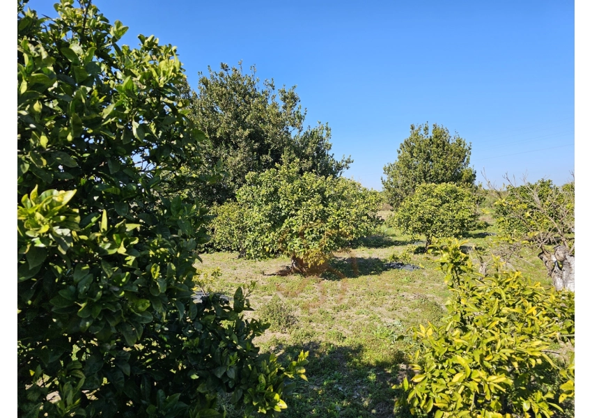 Sad pomarańczowy 350m od plaży w Cullera, Walencja